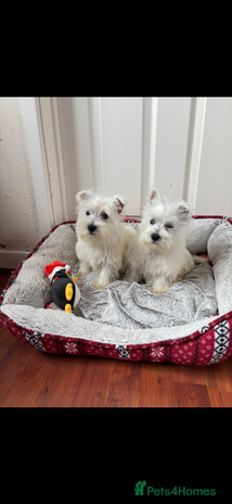 West Highland Terrier dogs - Advert 3