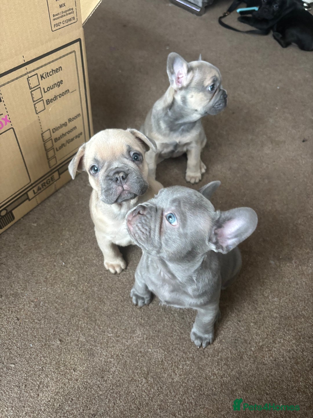 French Bulldog dogs for sale: **READY NOW**French bulldog puppies READY NOW - Image 23