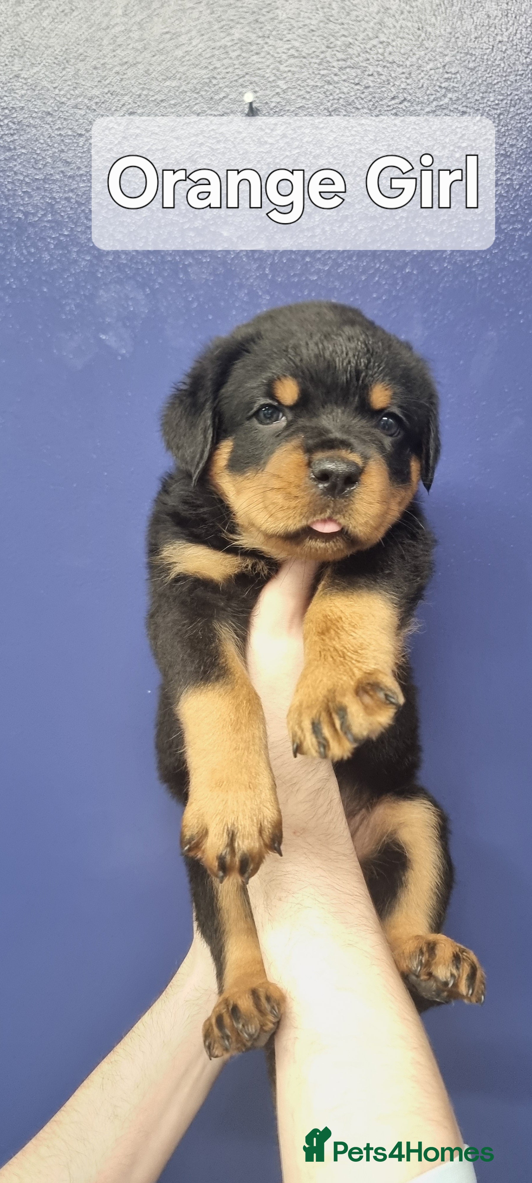 Rottweiler dogs 🐾 Beautiful Rottweiler Puppies - Advert 3