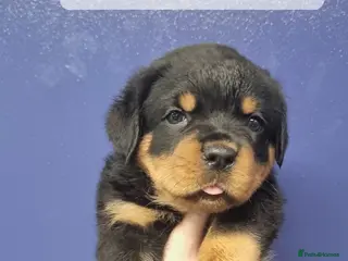 Rottweiler dogs 🐾 Beautiful Rottweiler Puppies - Advert 1