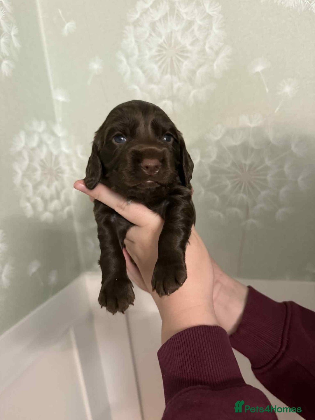 Cocker Spaniel dogs for sale: 🐾 English Cocker spaniel puppies for sale 🐾 - Advert 2