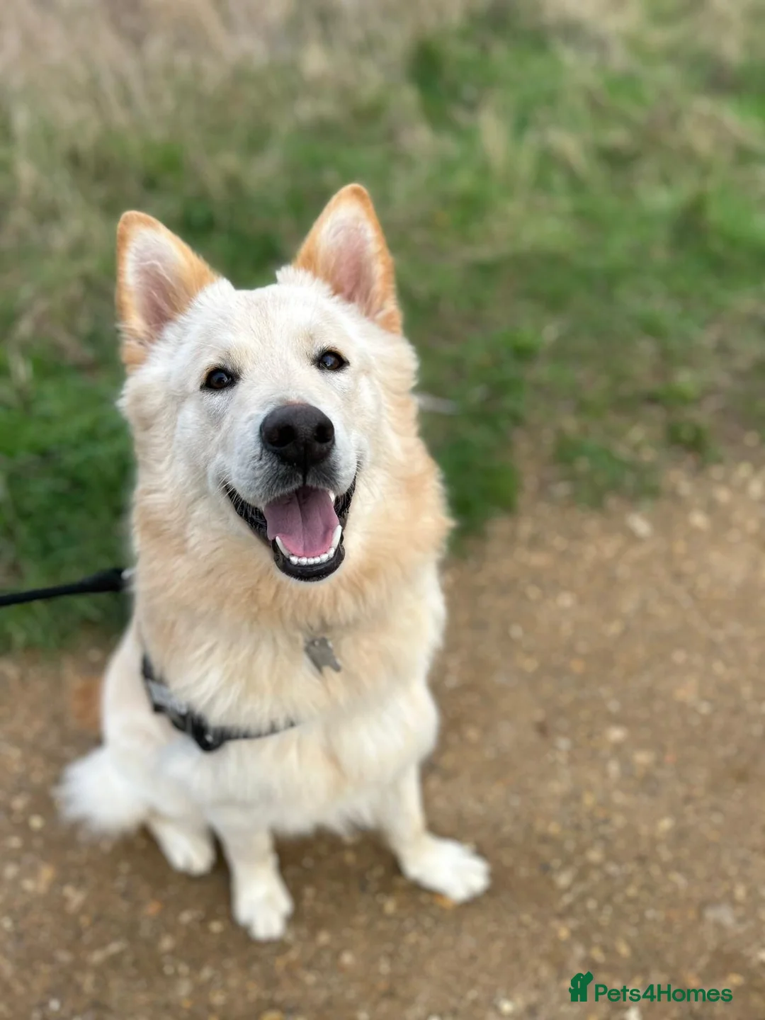 German Shepherd dogs for sale: 7 month old German shepherd male  - Advert 1