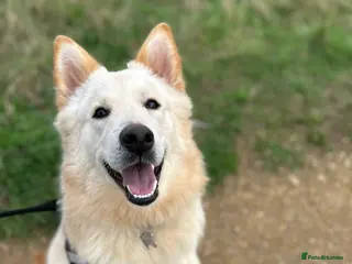 German Shepherd dogs 7 month old German shepherd male - Advert 7