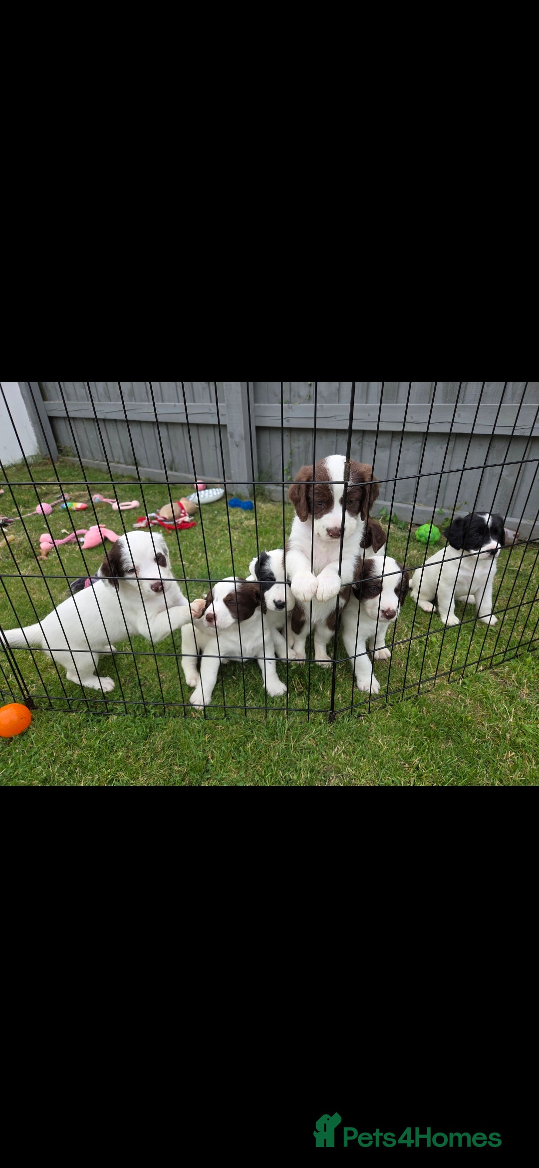 Sprollie dogs for sale: Sprollie puppies - Image 12