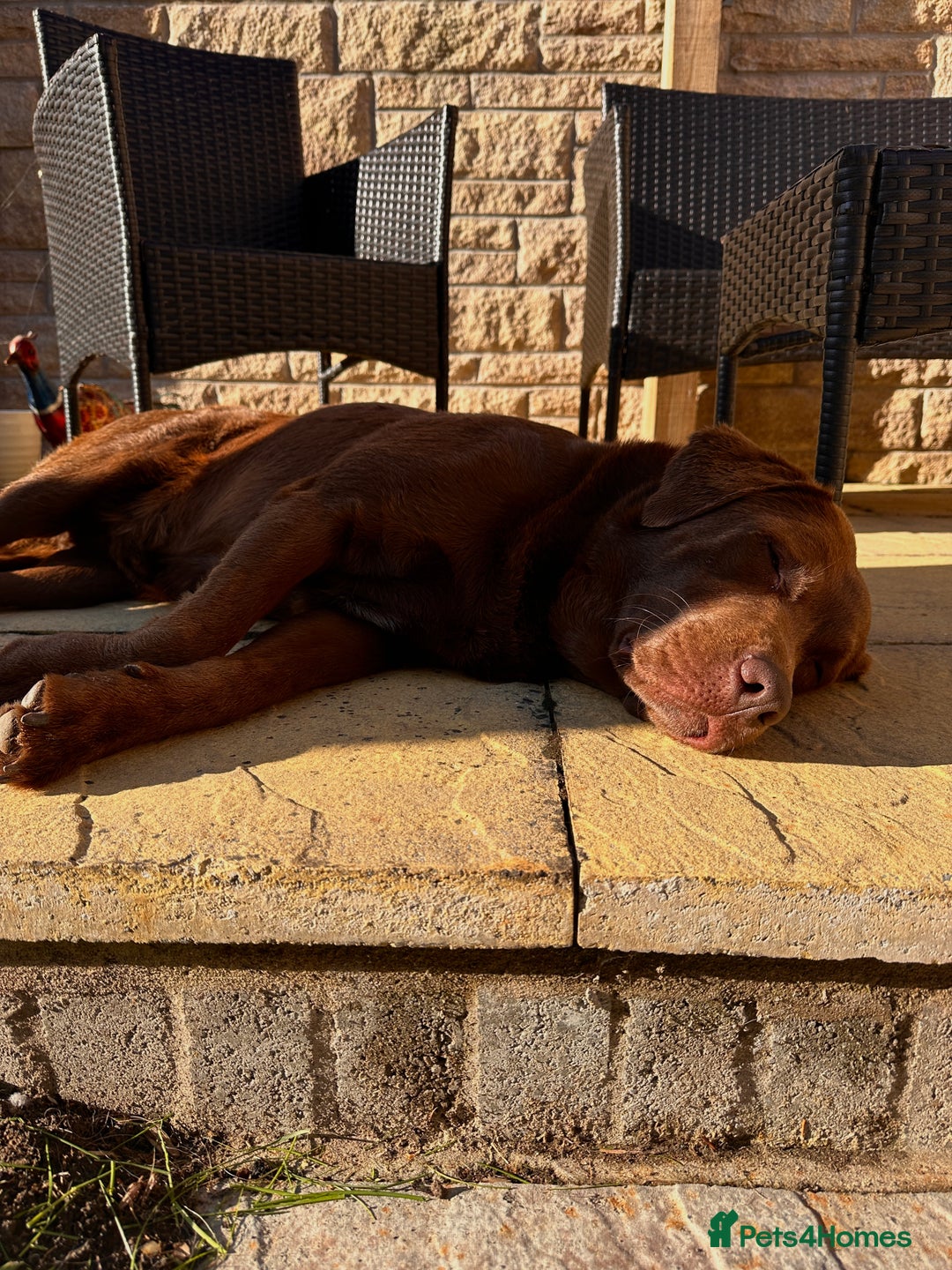 Labrador Retriever dogs for stud: Beautiful Chocolate Lab for Stud - Image 9