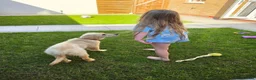 Golden Retriever dogs for sale: Fully Trained Female KC Golden Retriever  - Advert 6