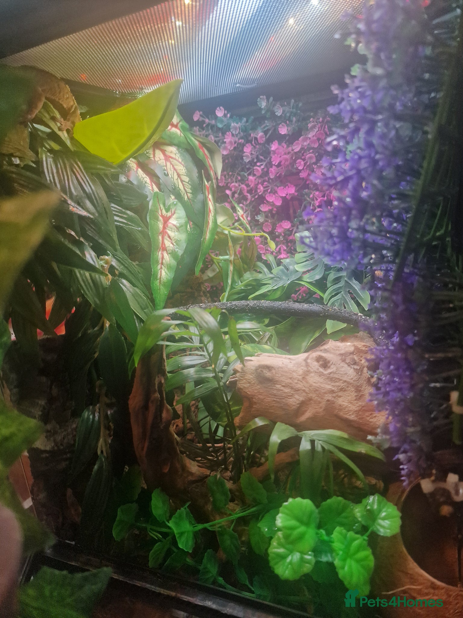 Gecko reptiles for sale: 8x Crested geckos/Full collection available!  - Advert 22