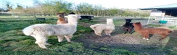 Alpaca livestock for sale: adult females and weanling males for sale - Advert 5