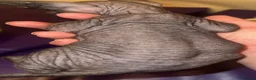 Mixed Breed cats for sale: Gorgeous American curl x Sphynx kittens🐾 - Advert 23