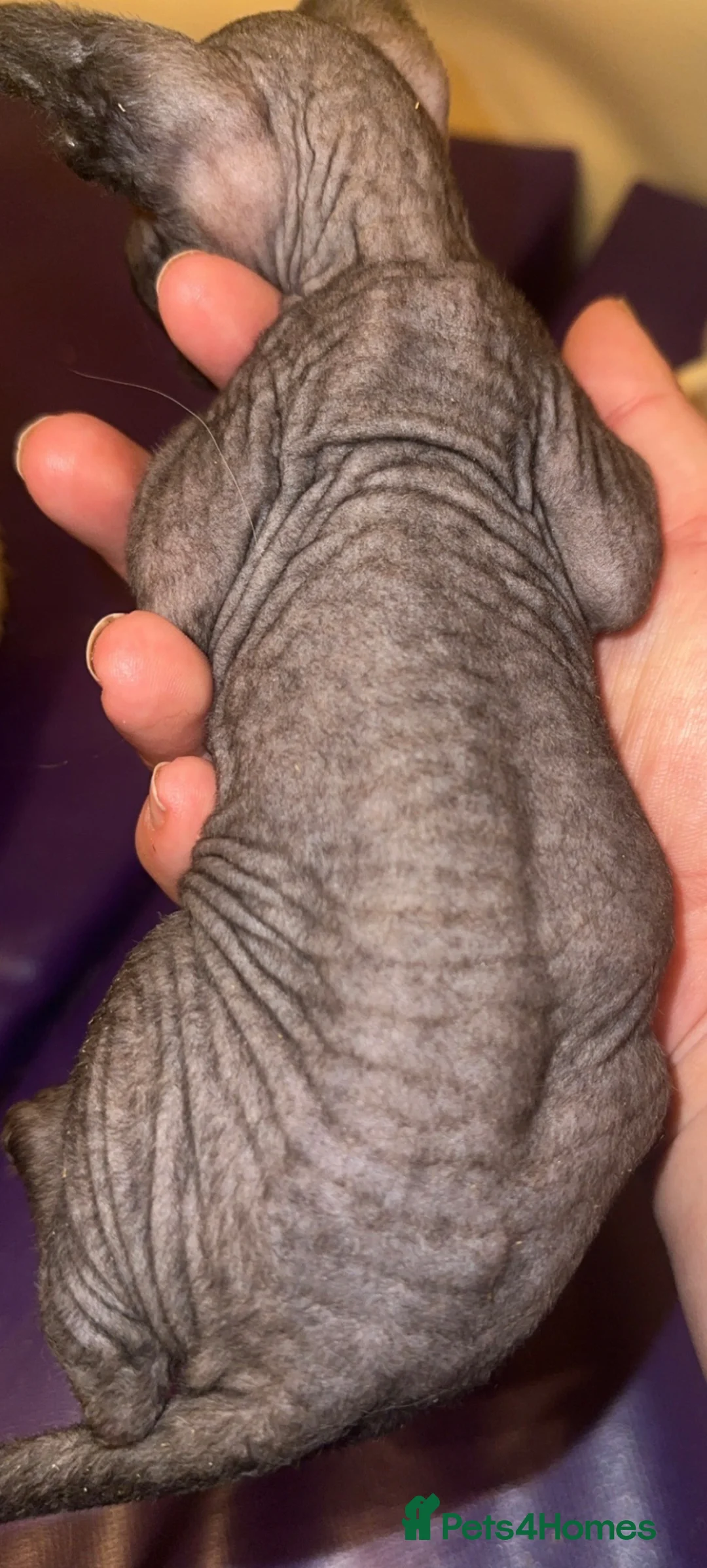 Mixed Breed cats for sale: Gorgeous American curl x Sphynx kittens🐾 - Advert 23