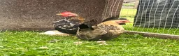 Chickens poultry for sale: High Quality Serama Bantam - Advert 8