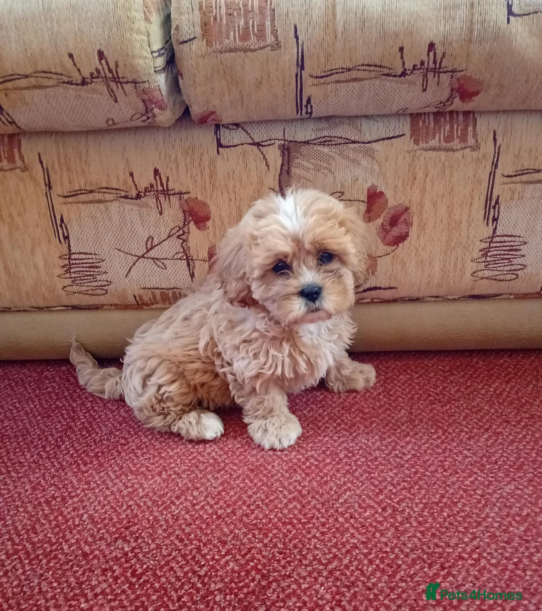 Shih Tzu dogs for sale: Shih Tzu puppies in Hornchurch - Advert 2