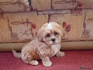 Shih Tzu dogs Shih Tzu puppies - Advert 4
