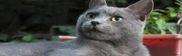 Mixed Breed cats for sale: Russian Blue mix kittens - Advert 1