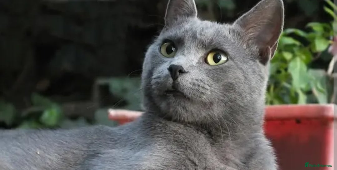 Mixed Breed cats for sale: Russian Blue mix kittens - Advert 1