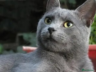Mixed Breed cats Russian Blue mix kittens - Advert 1