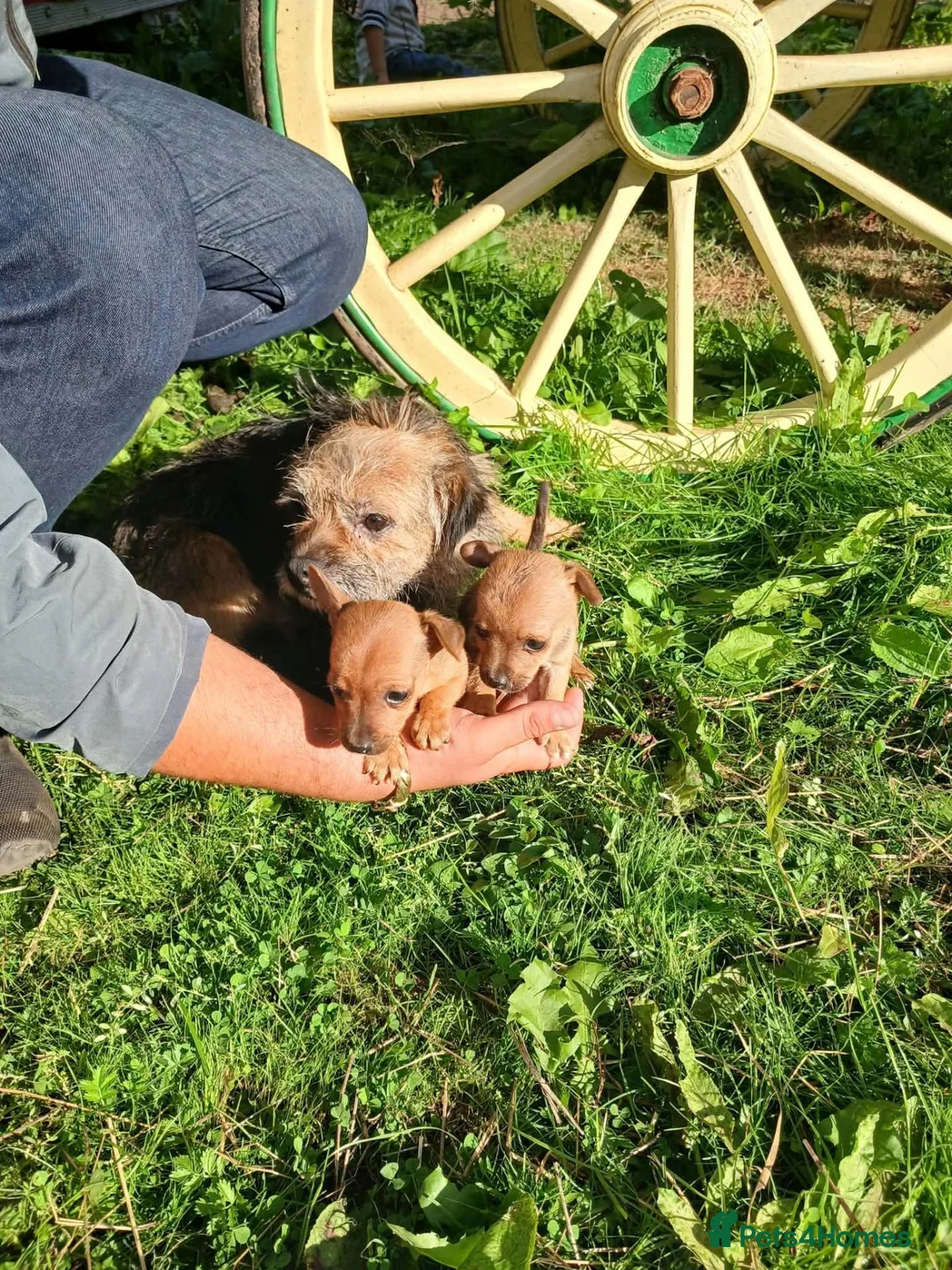 Border Terrier dogs for sale: 2 border terrier puppies for sale  - Advert 13