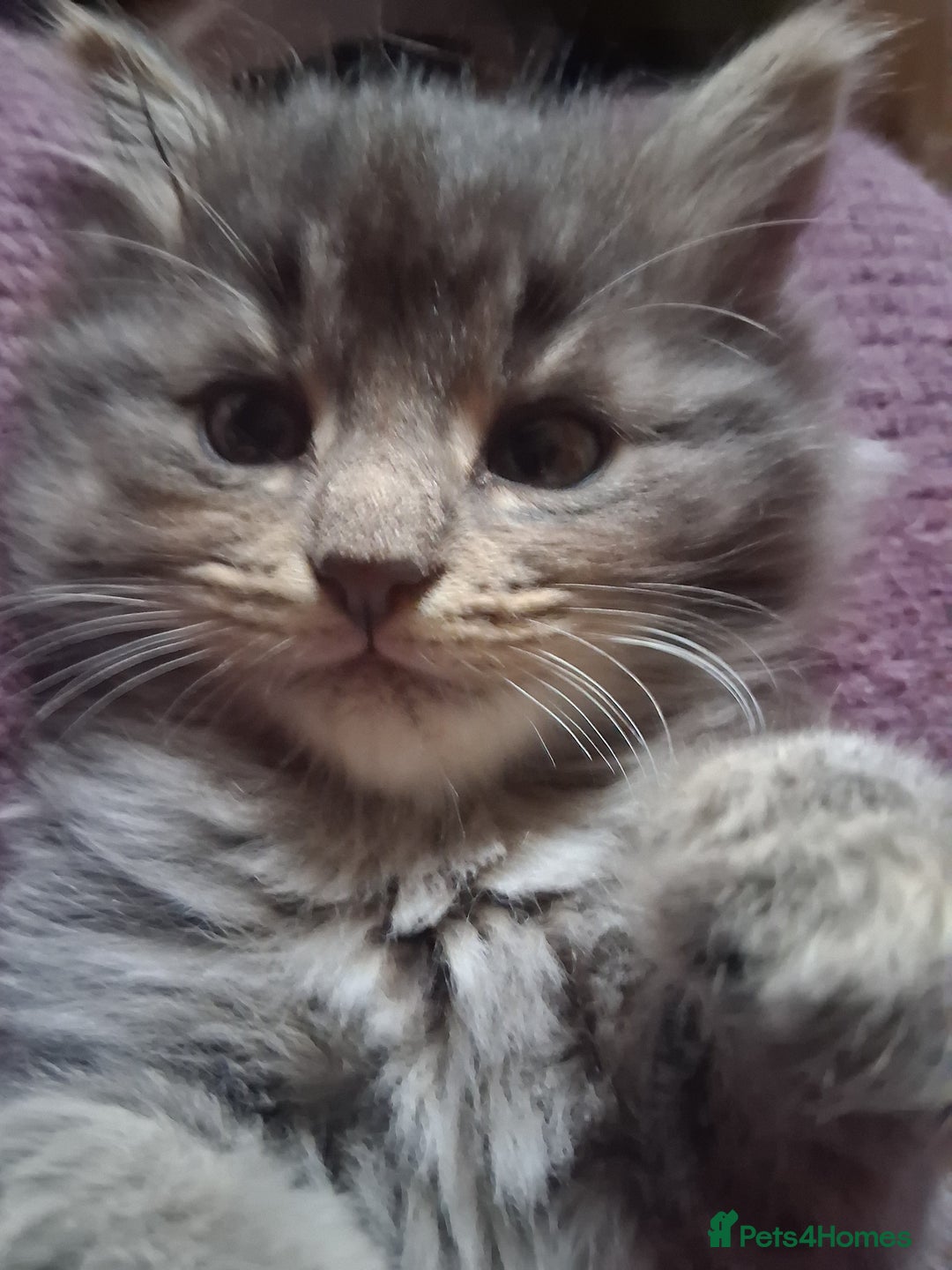 Mixed Breed cats for sale: AWESOME FLUFFY CHUNKY NORWEGIAN FOREST CAT X - Advert 14