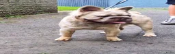 French Bulldog dogs for stud:  **  fluffy french bulldog stud  in Birmingham - Advert 3