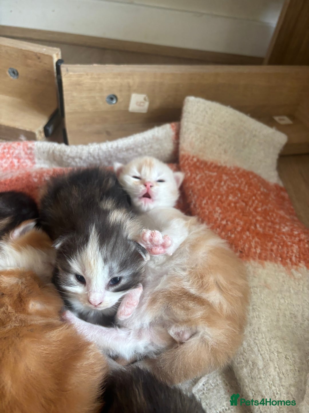 Maine Coon cats for sale: Maine coon kittens  - Advert 4