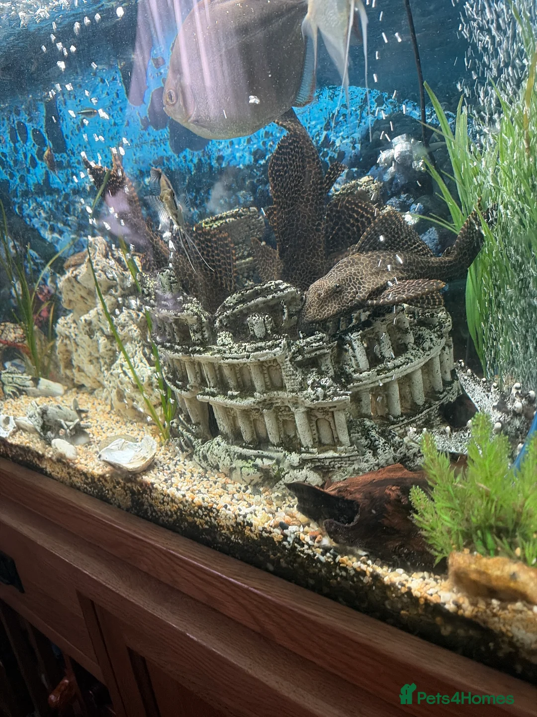 Plecos fish for sale: Plecs for sale x5 - Advert 4