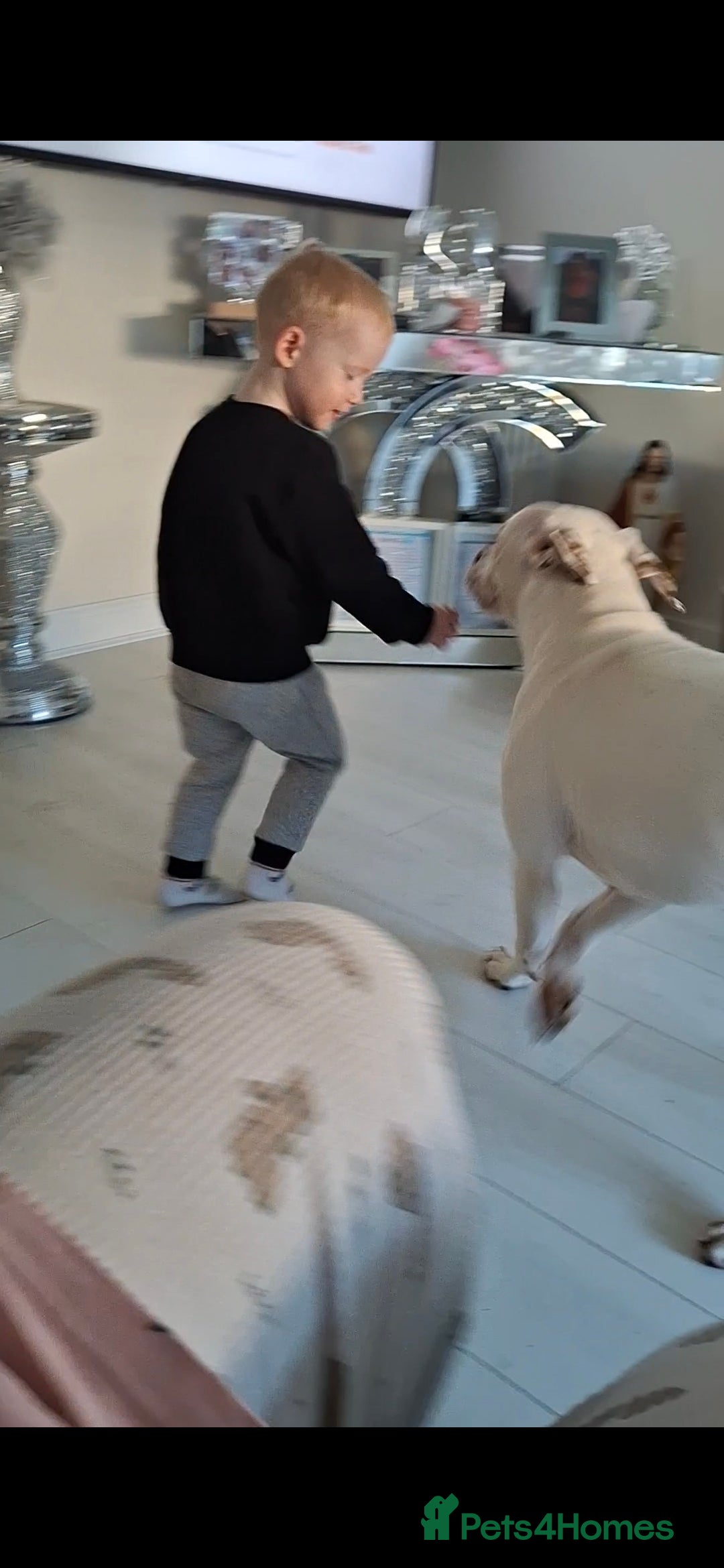 Mixed Breed dogs Puppy - Advert 1