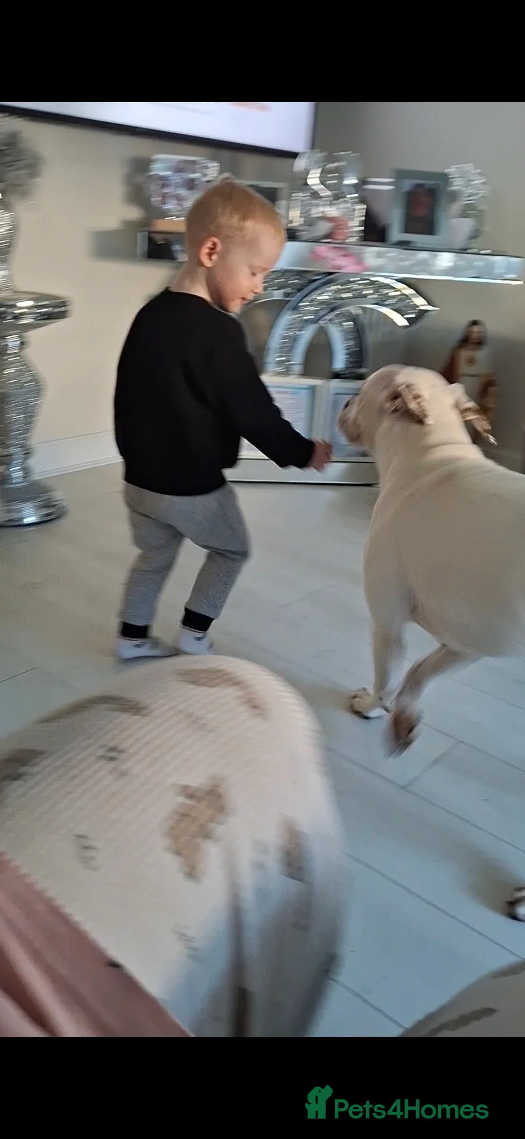 Mixed Breed dogs for sale: Puppy - Advert 1