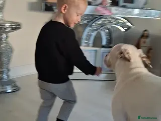 Mixed Breed dogs Puppy - Advert 1