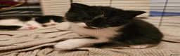 British Shorthair cats for sale: BSH X MAINECOON - Advert 14