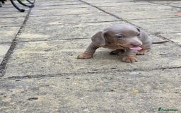 Miniature Dachshund dogs for sale: 3 beautiful puppies for sale  - Image 10