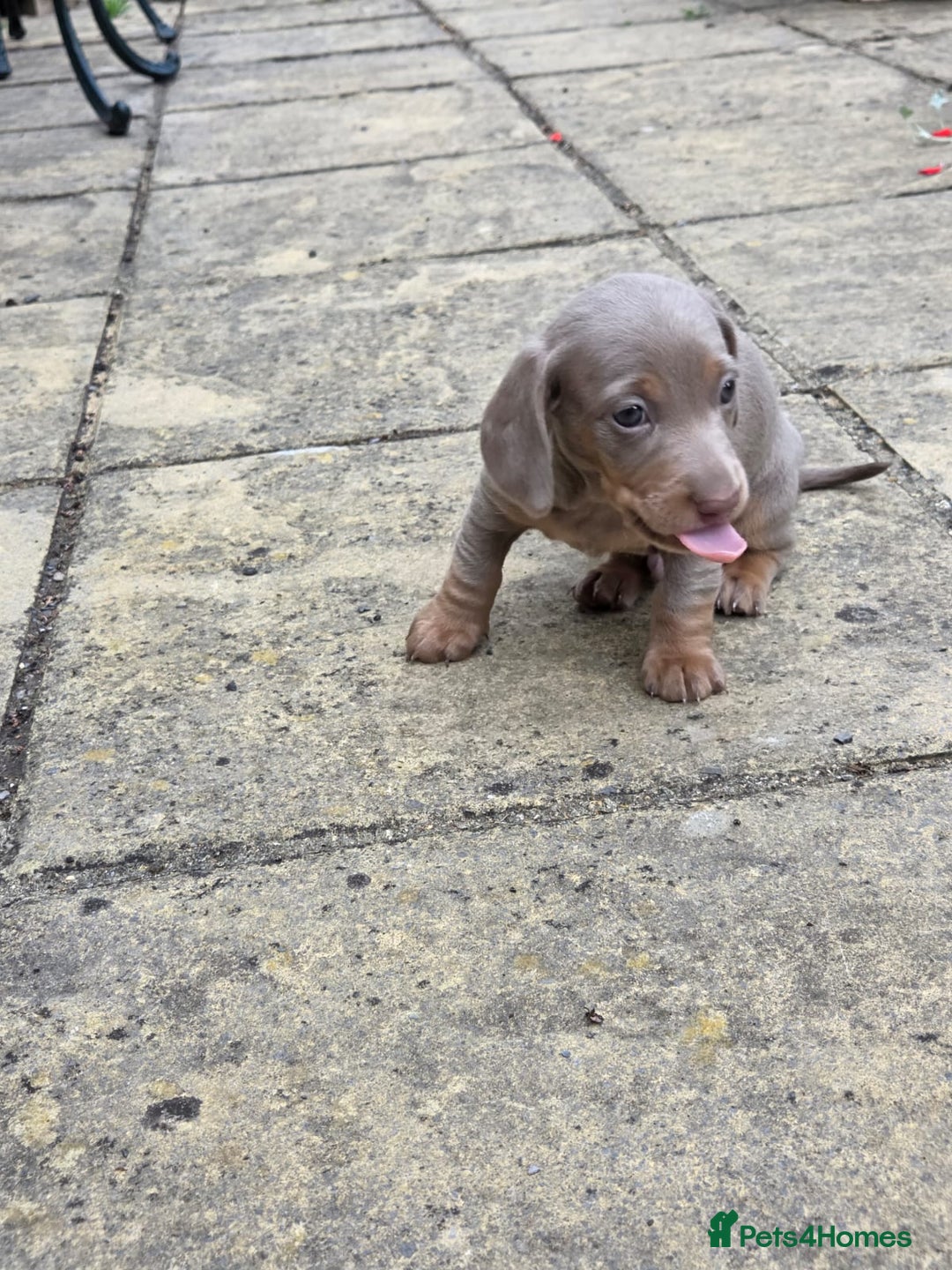 Miniature Dachshund dogs for sale: 3 beautiful puppies for sale  - Image 10