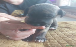 Whippet dogs for sale: Whippet Puppies - Image 24