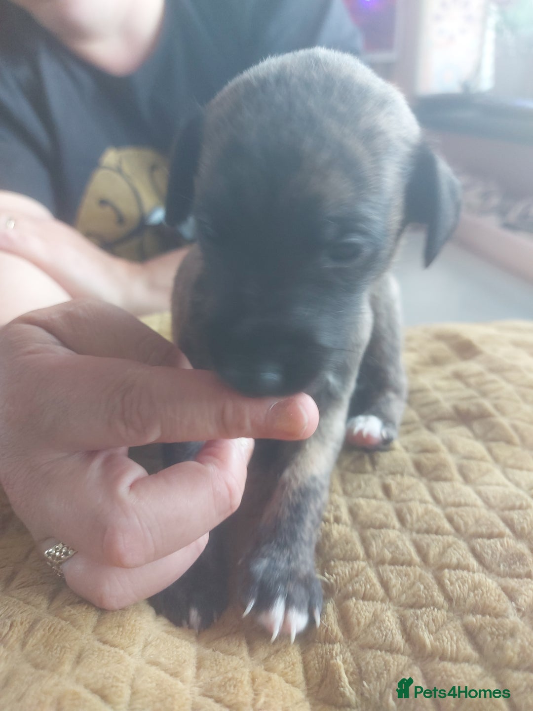 Whippet dogs for sale: Whippet Puppies - Image 24