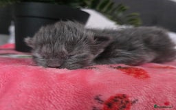 Maine Coon cats for sale: Champion russian Maine coon kittens - Image 7