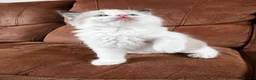 Maine Coon cats for sale: 4 LEFT! Stunning main coon x ragdoll kittens  - Advert 4