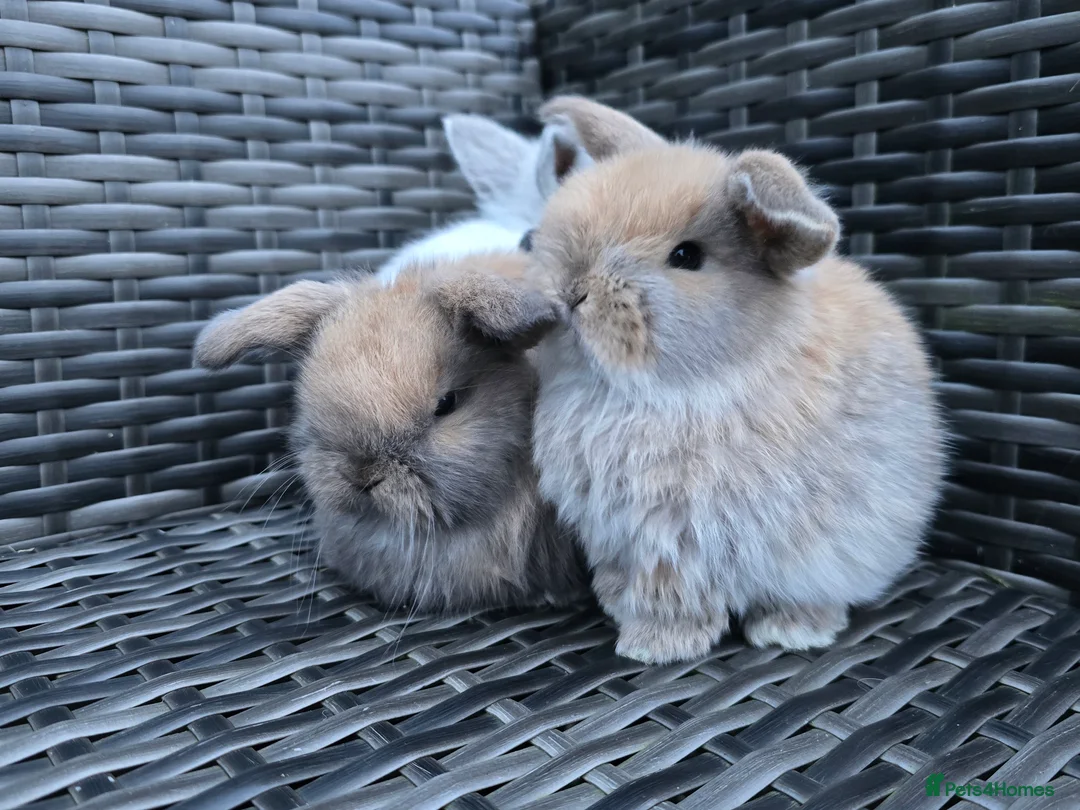 Mini Lop rabbits for sale: Beautiful mini lop bunnies  - Advert 4