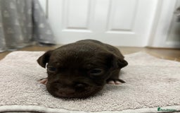 American Bull Staffy dogs for sale: Staffy Bull Puppies - Image 10