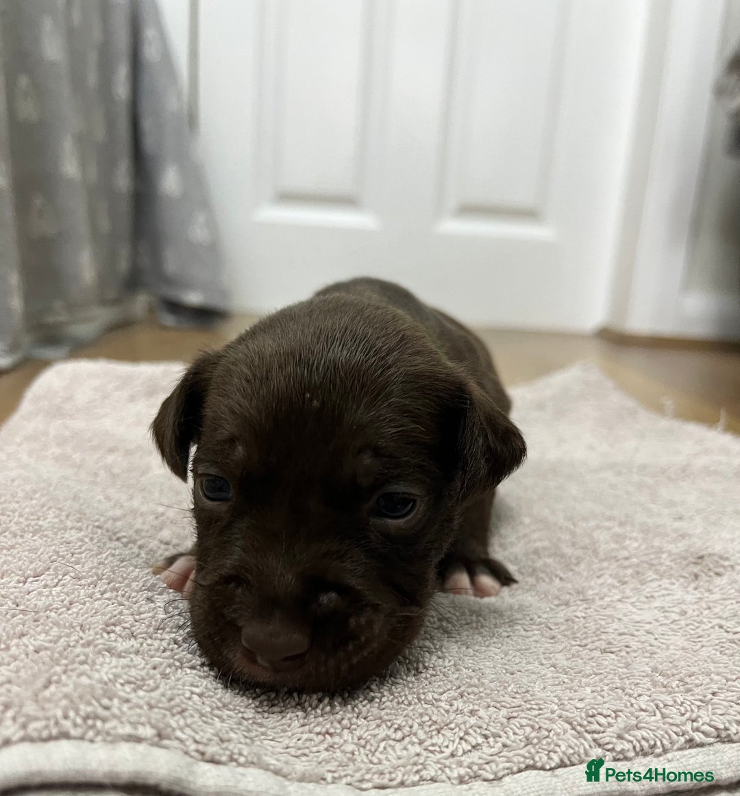 American Bull Staffy dogs for sale: Staffy Bull Puppies - Image 10