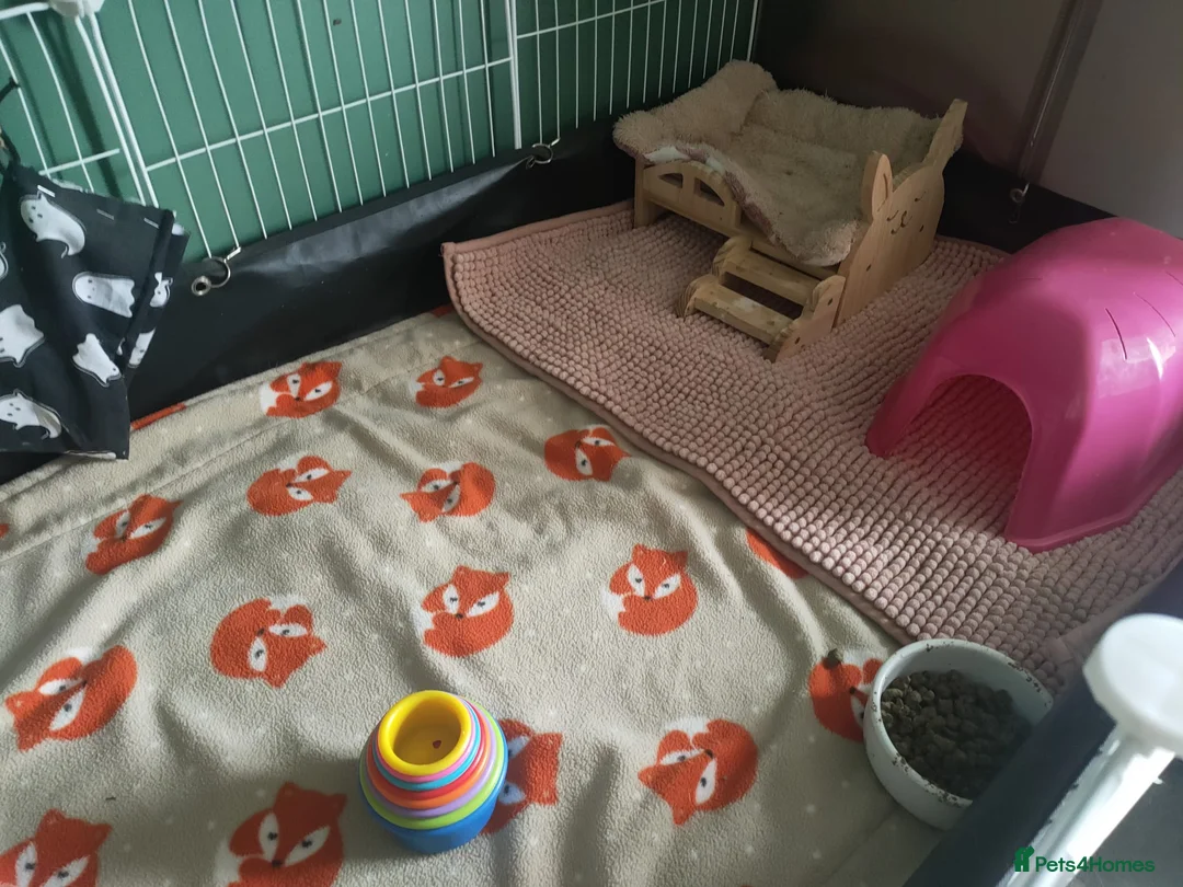 Guinea Pig rodents for sale: Trio of sow guinea pigs. Please read description. - Advert 13