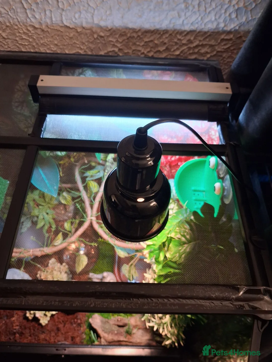 Frog reptiles for sale: 2 male tree frogs with complete set up in Glossop - Advert 7