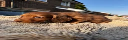 Miniature Dachshund dogs for sale: ✨KC PRA CLEAR miniature longhair dachshund  - Advert 25