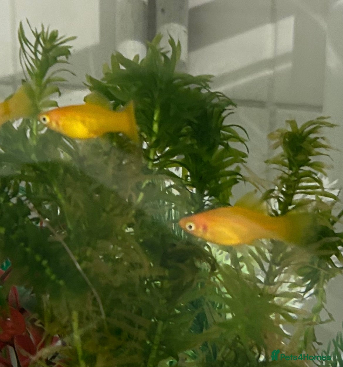Platies fish x4 banana platies and tank - Advert 1