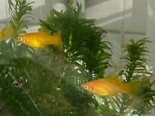 Platies fish x4 banana platies and tank - Advert 1
