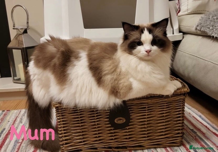 Ragdoll cats 💠🐈 TICA REG 🌟 EUROPEAN RAGDOLL KITTENS 🐈💠 - Advert 1