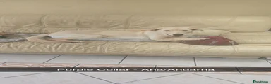 Ace