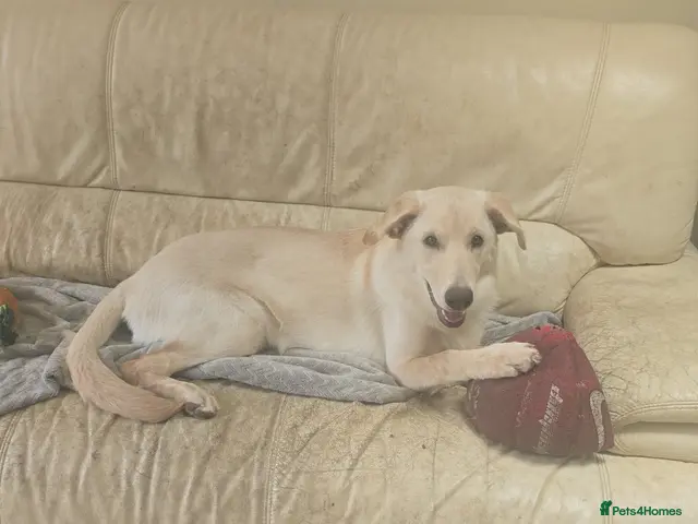 Sheprador dogs for sale: Fully trained male Sheprador pup - Advert 2