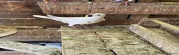 Pigeons birds for sale: WHITE RACING PIGEON  - Advert 8