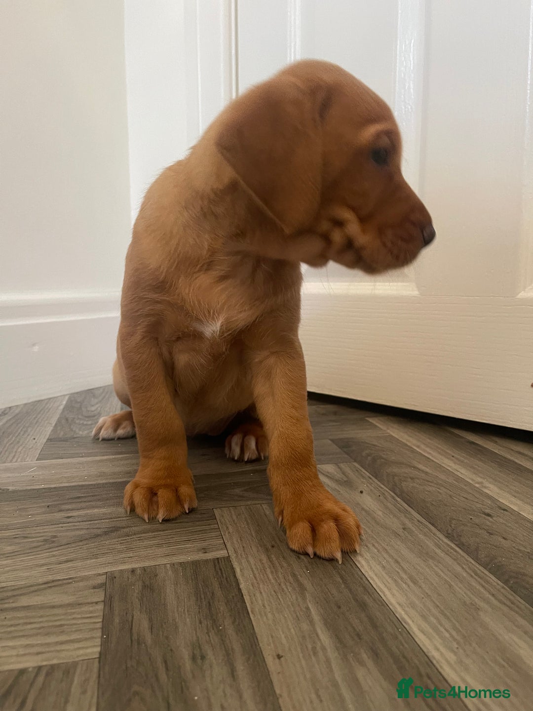 Labrador Retriever dogs for sale: Red Fox Labrador Puppies  - Image 4