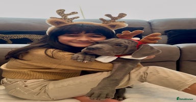 Mixed Breed dogs Last mastiff pups available  - Advert 6