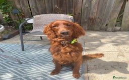 Irish Setter dogs for sale: Male Irish Red Setter 1 year old KC Reg - Image 6